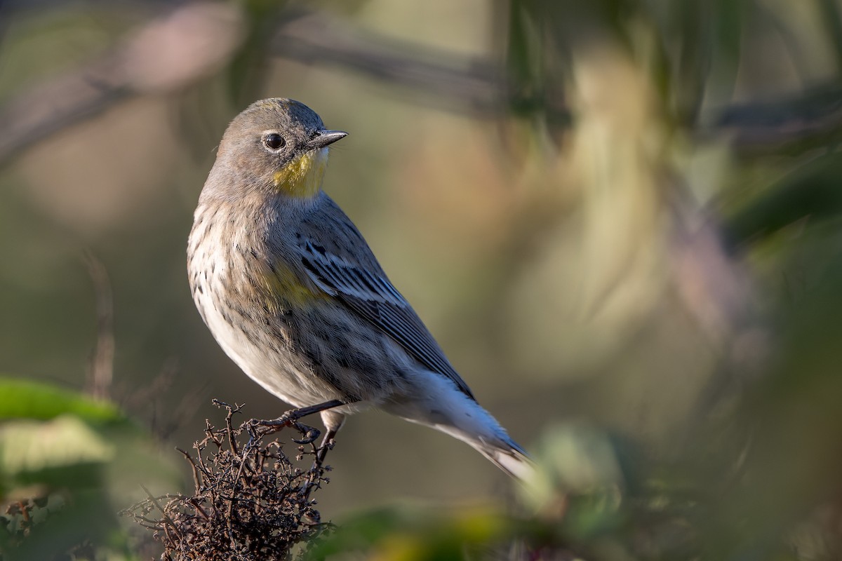 Yellow-rumped Warbler - ML645095562