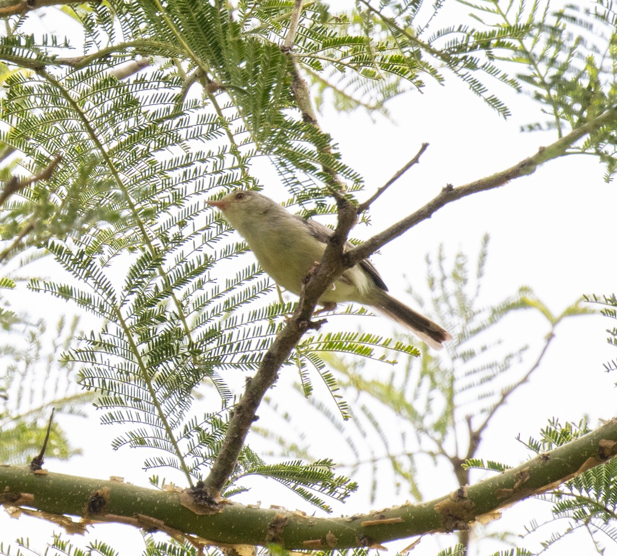 Buff-bellied Warbler - ML645095571