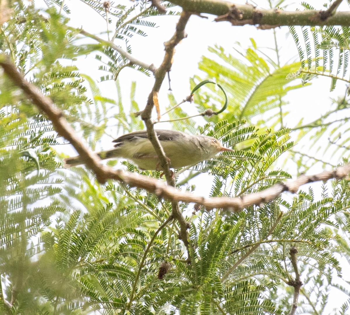 Buff-bellied Warbler - ML645095572