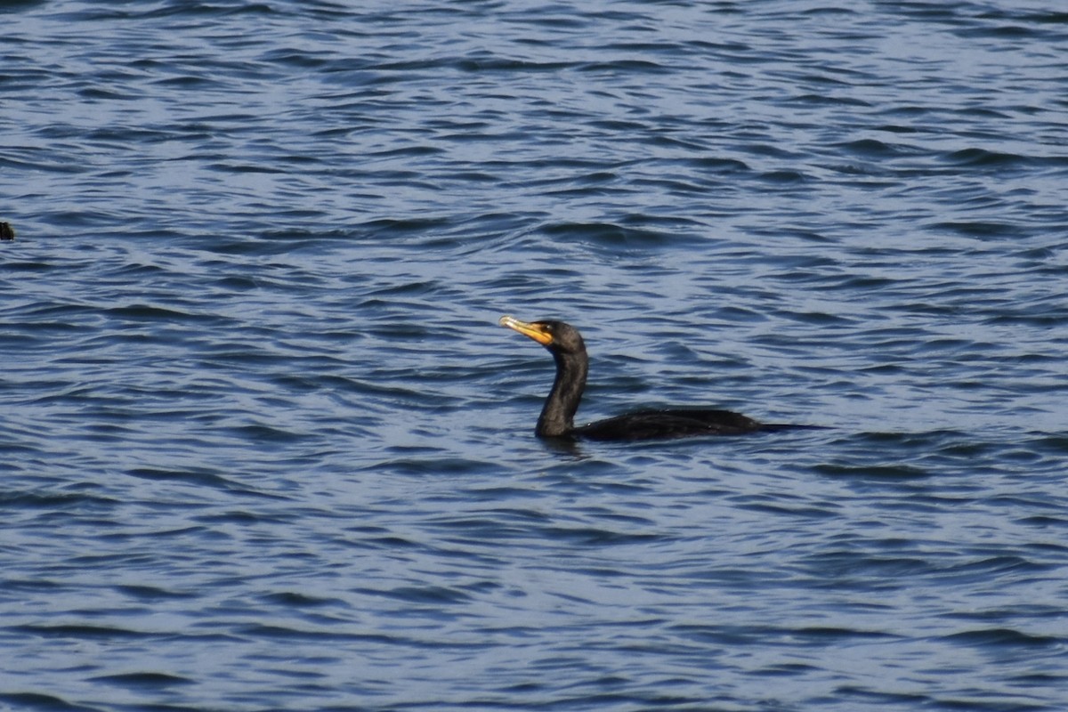 Cormoran à aigrettes - ML645095573