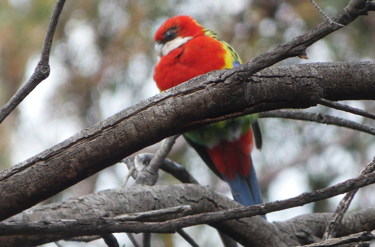 Eastern Rosella - ML645095589