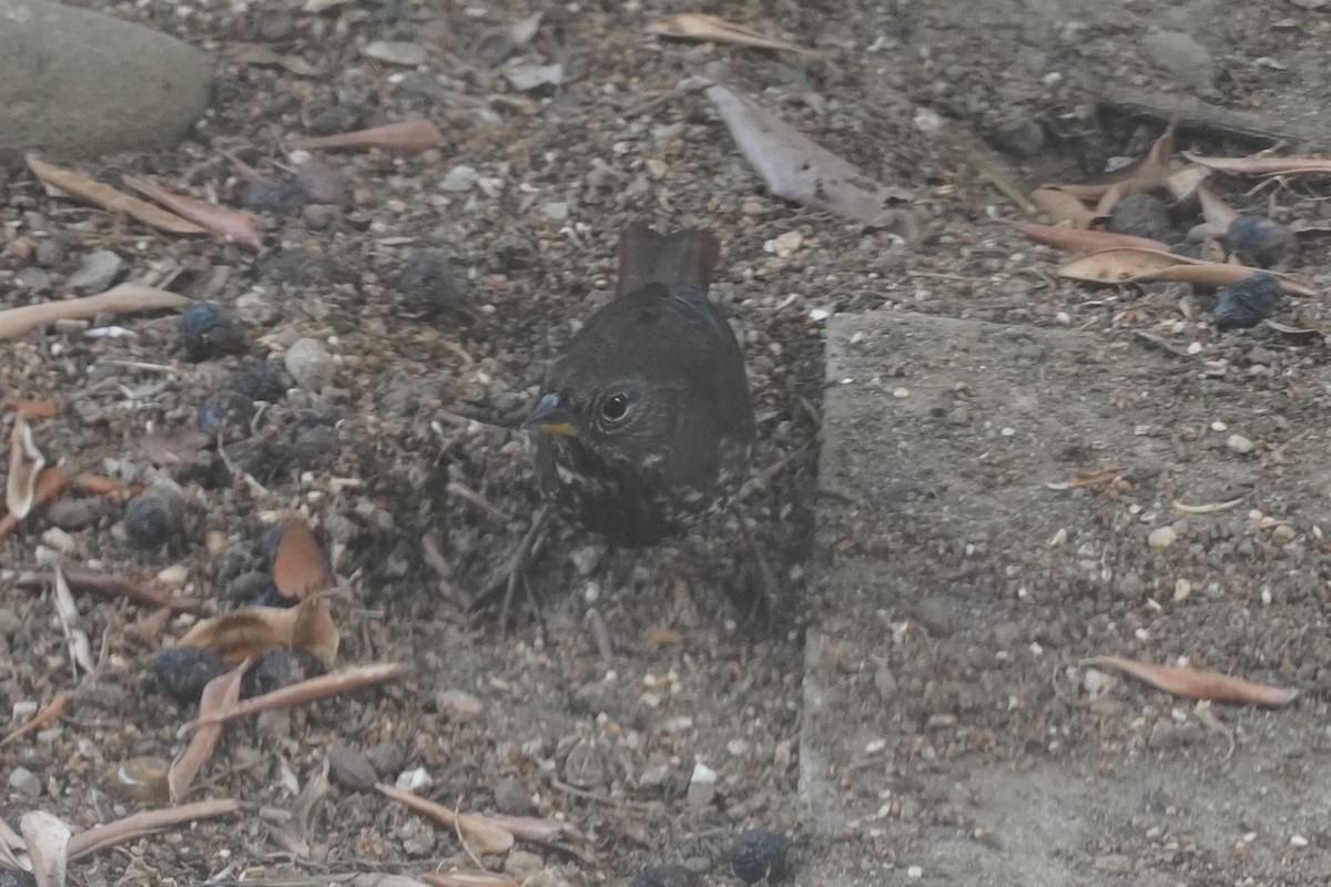 strnadec kaštanový [skupina unalaschcensis] - ML645095606