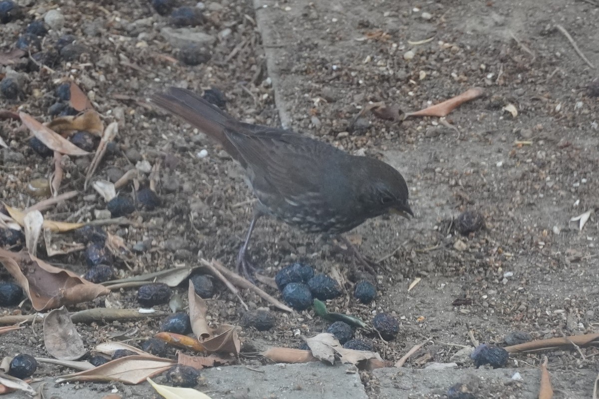 strnadec kaštanový [skupina unalaschcensis] - ML645095608