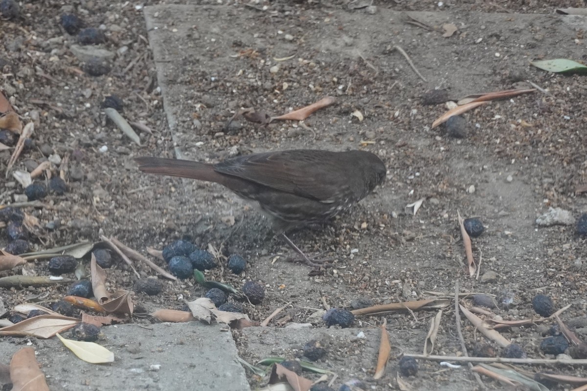 strnadec kaštanový [skupina unalaschcensis] - ML645095609