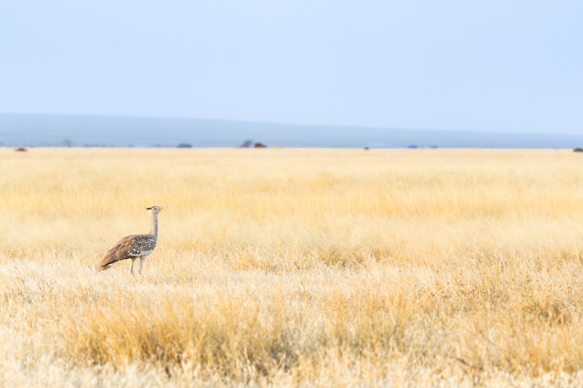 Arabian Bustard - ML645095611