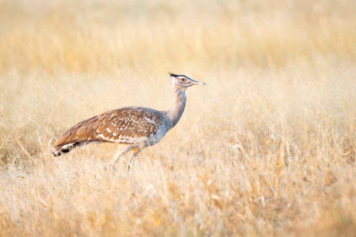 Arabian Bustard - ML645095612