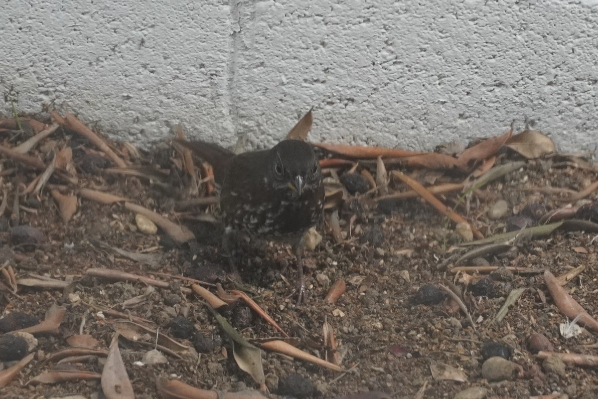 strnadec kaštanový [skupina unalaschcensis] - ML645095613