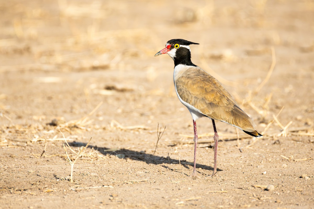 Black-headed Lapwing - ML645095630