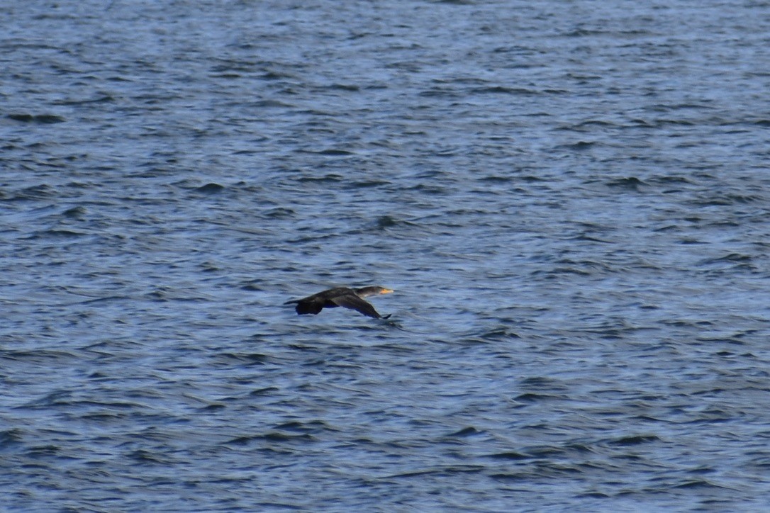 Cormoran à aigrettes - ML645095645