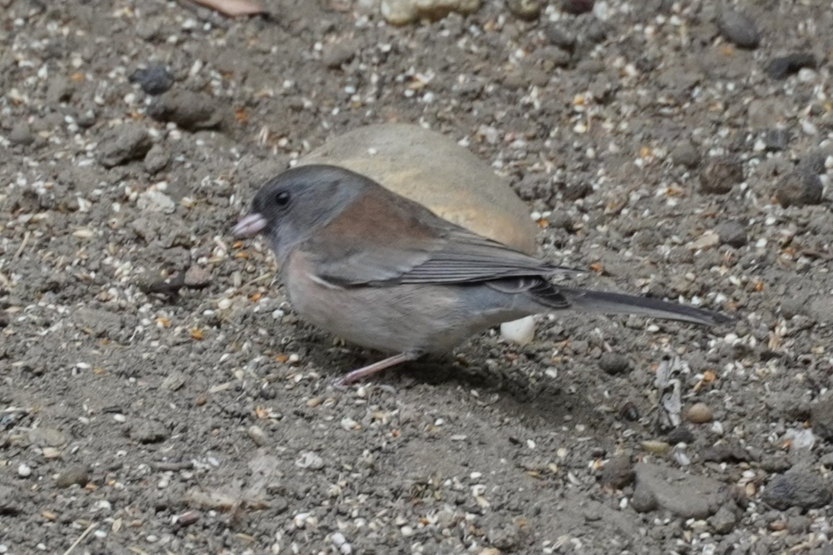 Junco Ojioscuro (de Oregón) - ML645095646