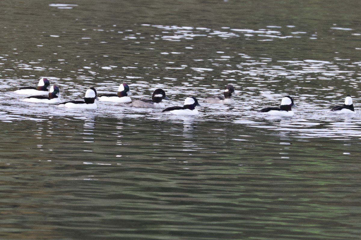 Гоголь-головастик - ML645095650