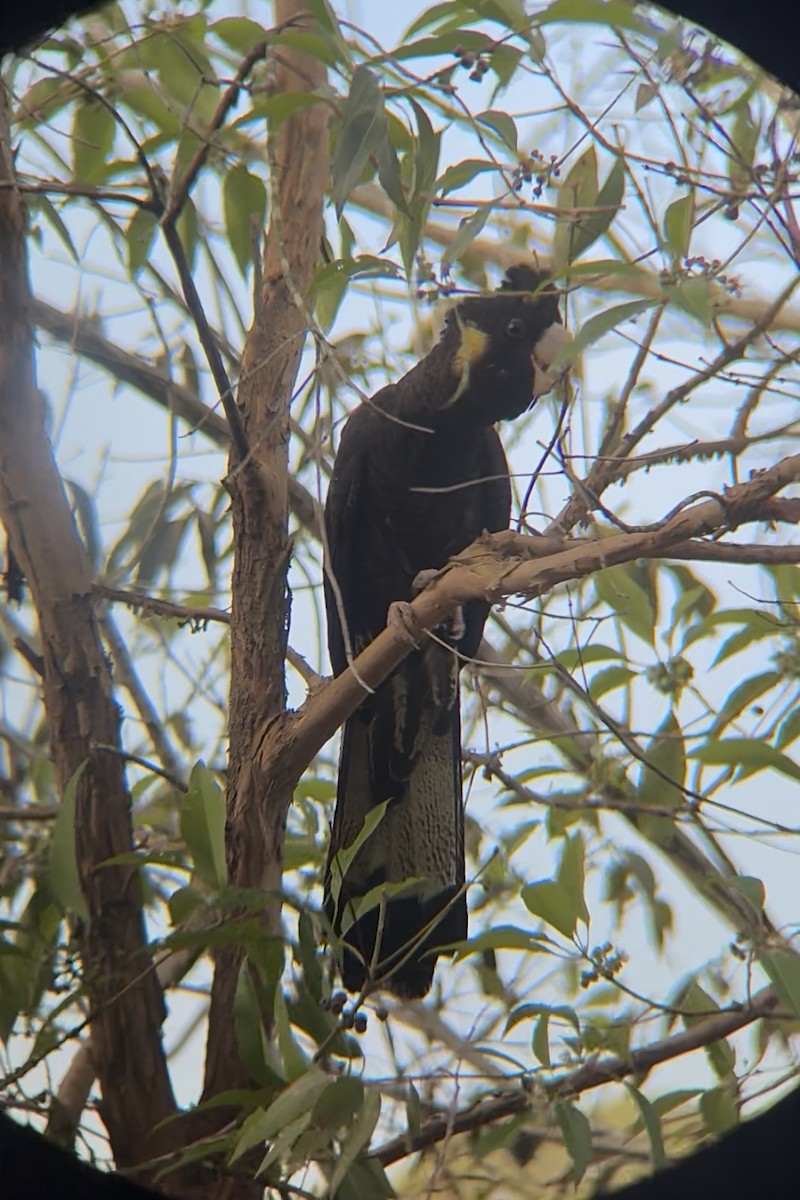 Yellow-tailed Black-Cockatoo - ML645095654