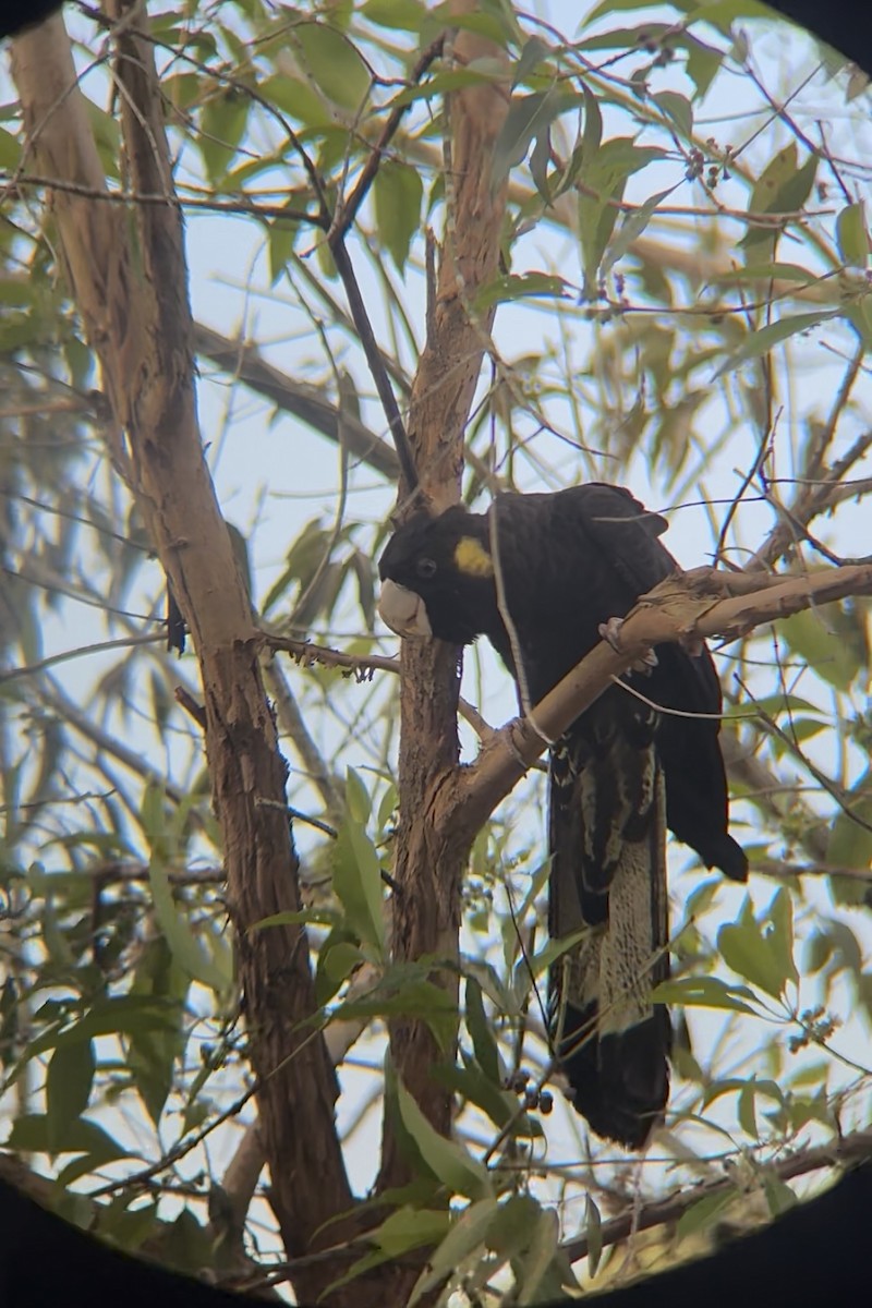 Yellow-tailed Black-Cockatoo - ML645095655