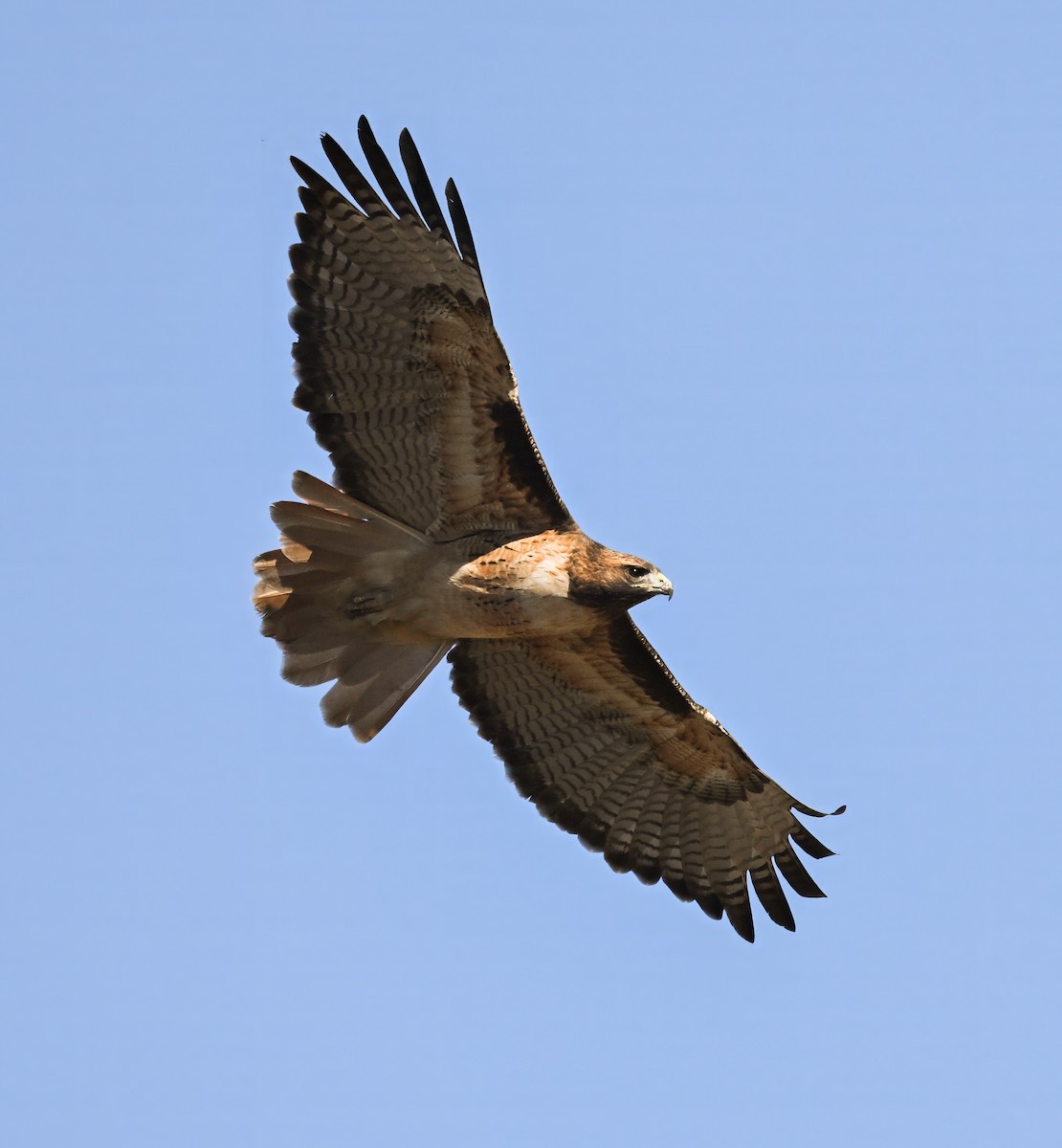 Red-tailed Hawk - ML645095660
