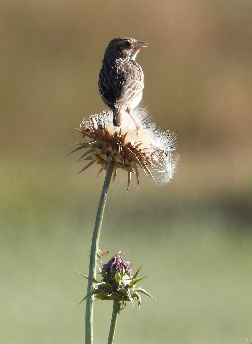 Alondra de Java (grupo javanica) - ML645095667