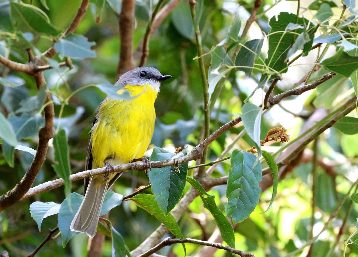 Eastern Yellow Robin - ML645095673