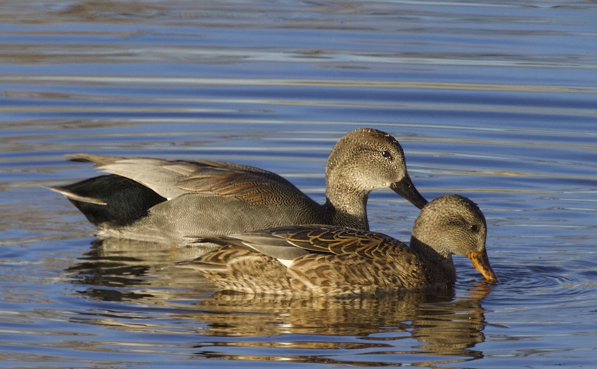 Canard chipeau - ML645095674