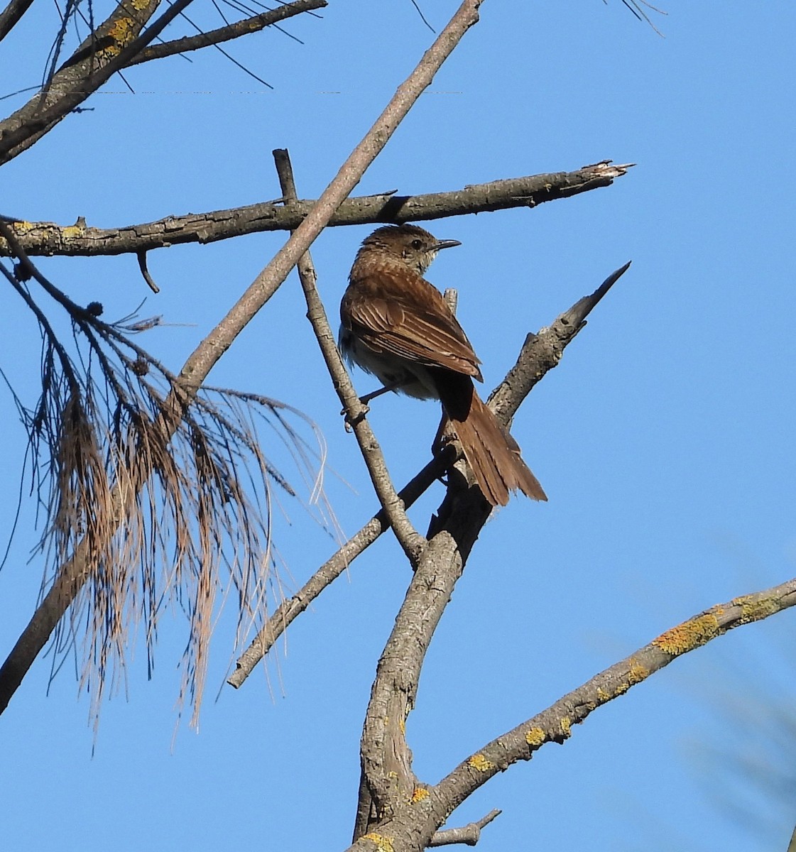 Rufous Songlark - ML645095678