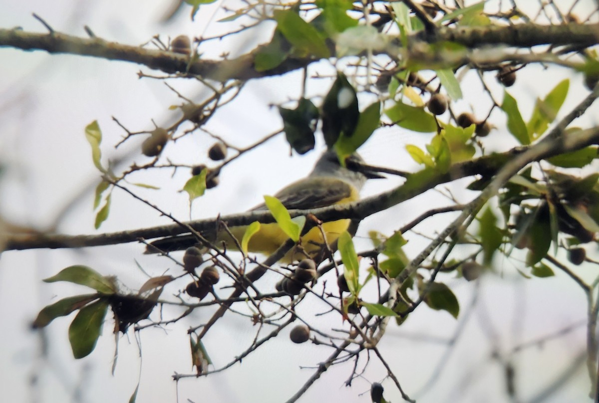 Western Kingbird - ML645095689