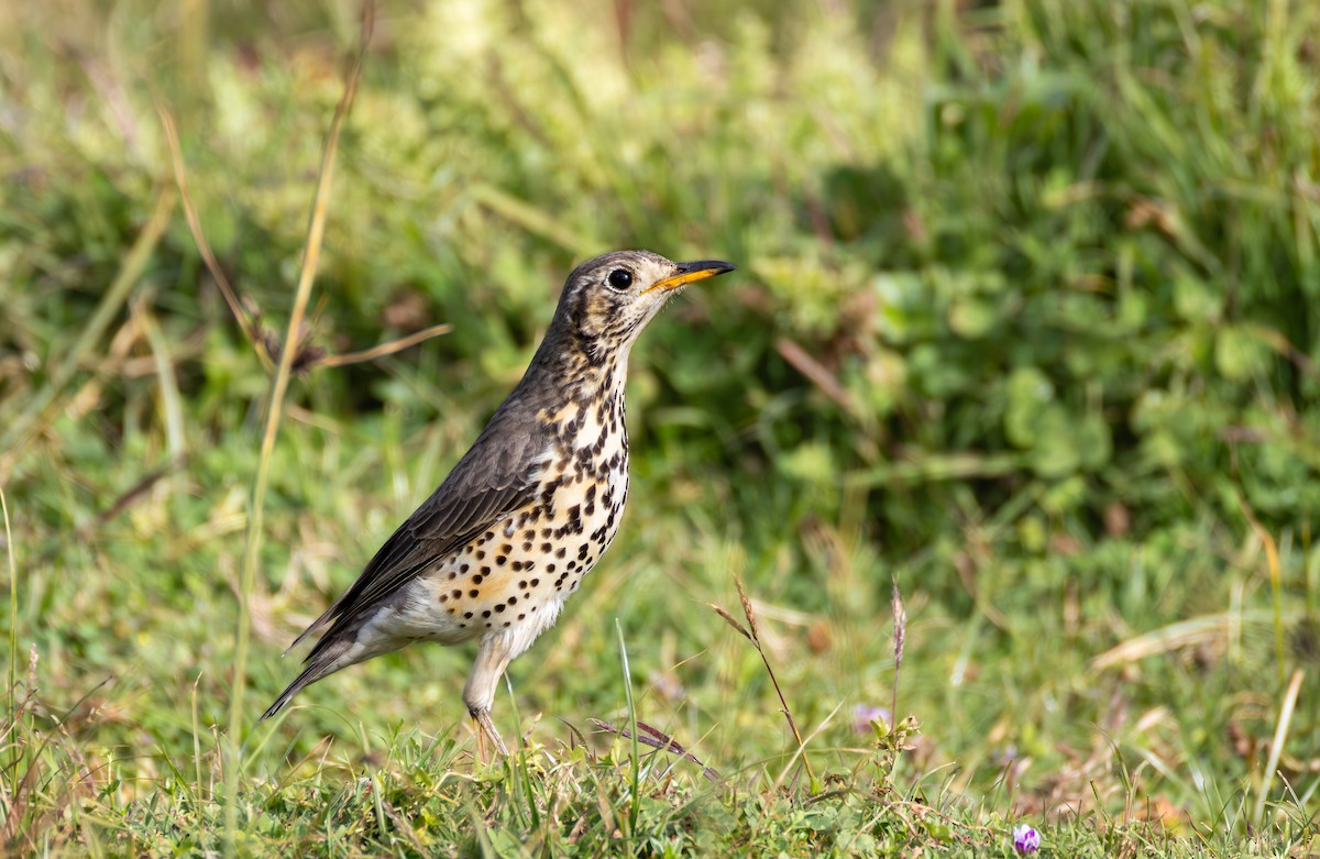 Ethiopian Thrush - ML645095693