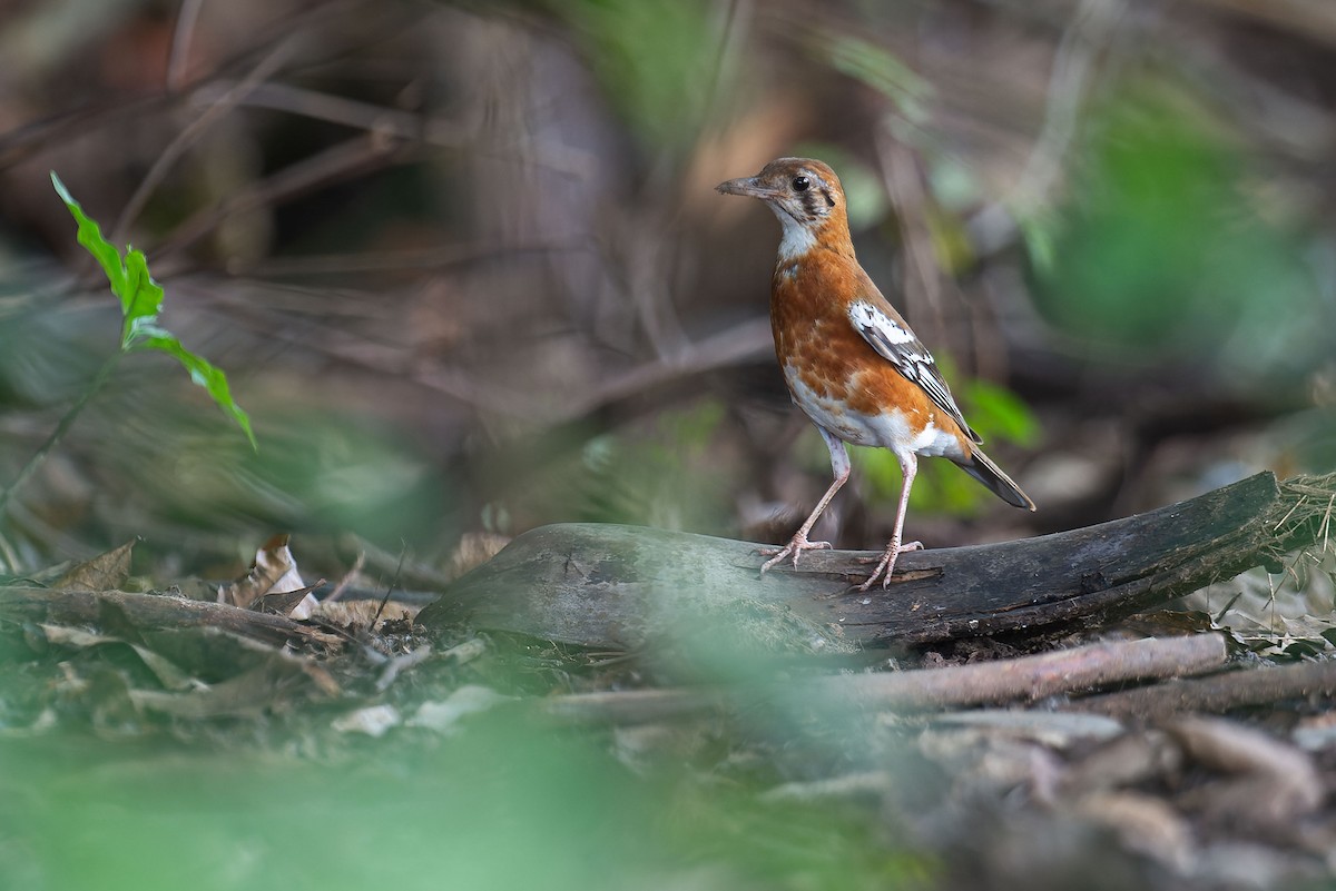 Orange-banded Thrush - ML645095696
