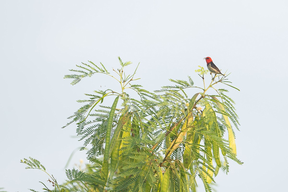 Banda Myzomela - ML645095700
