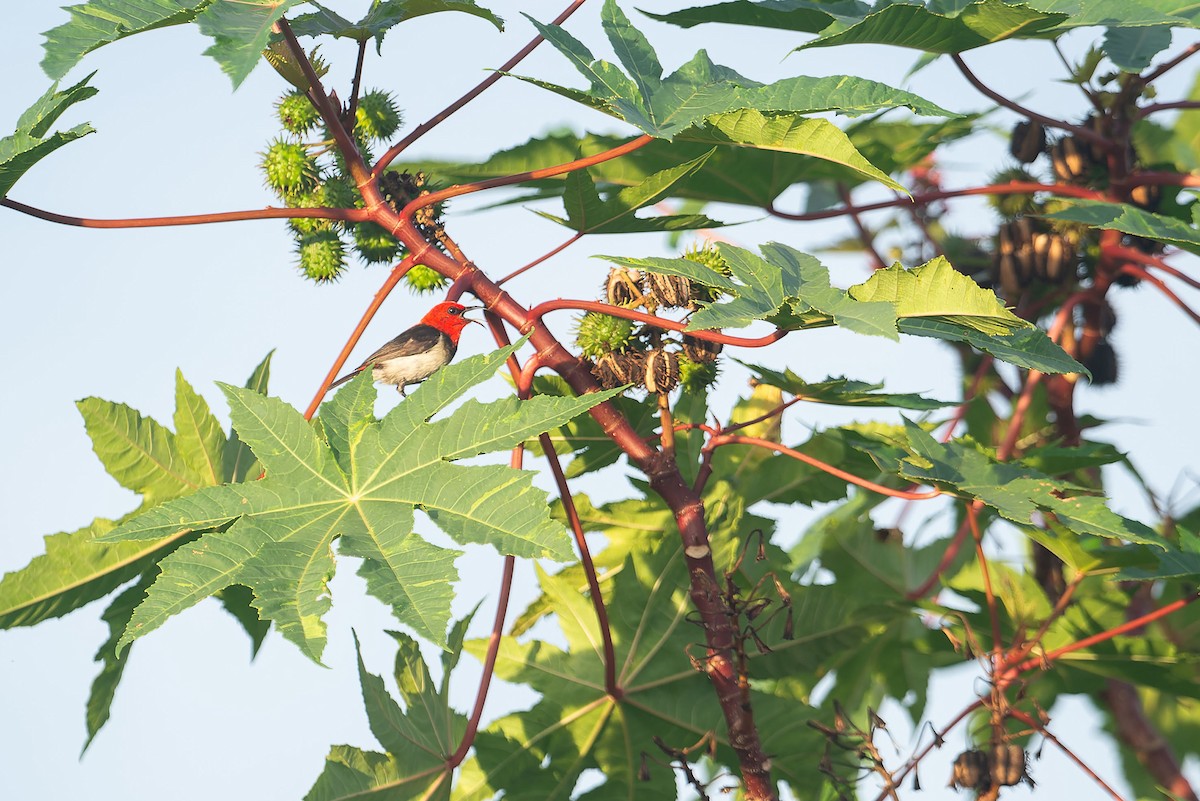 Banda Myzomela - ML645095701