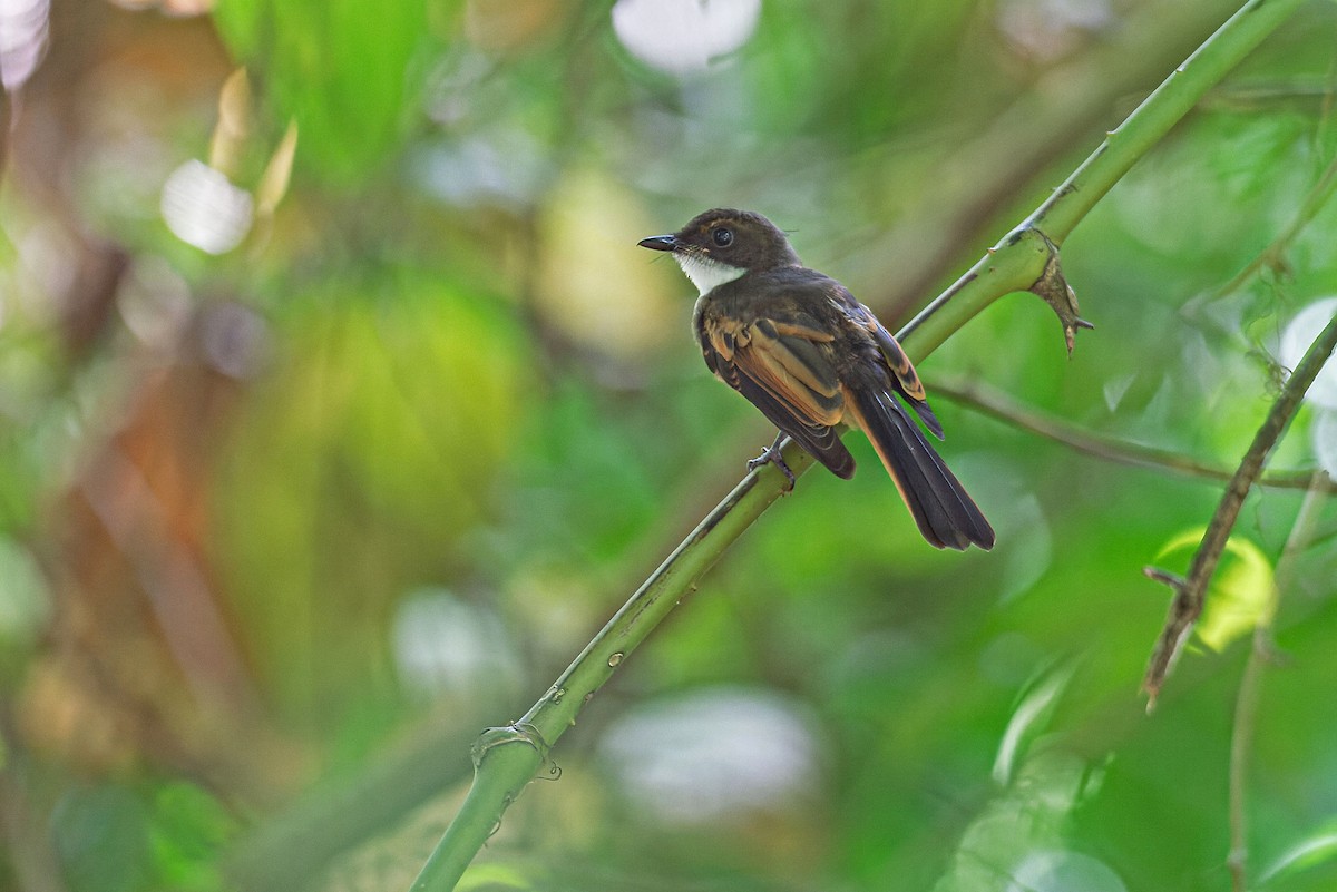 Cinnamon-tailed Fantail - ML645095704