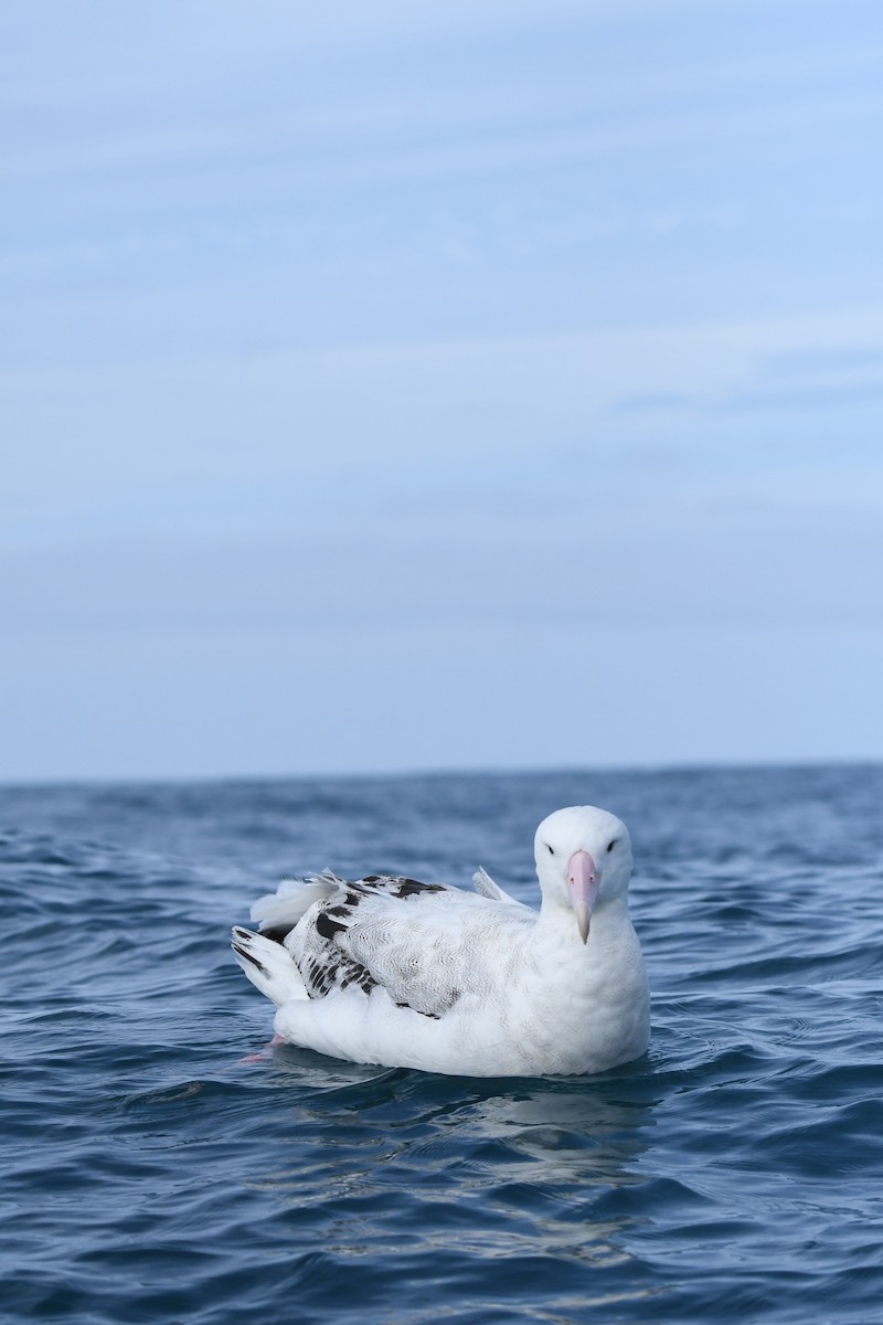 Antipodean Albatross - ML645095710
