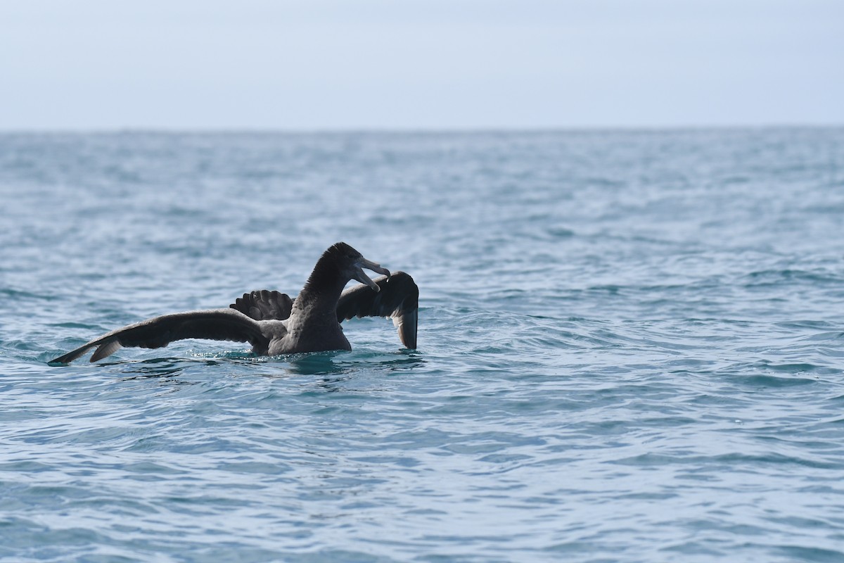 Northern Giant-Petrel - ML645095712