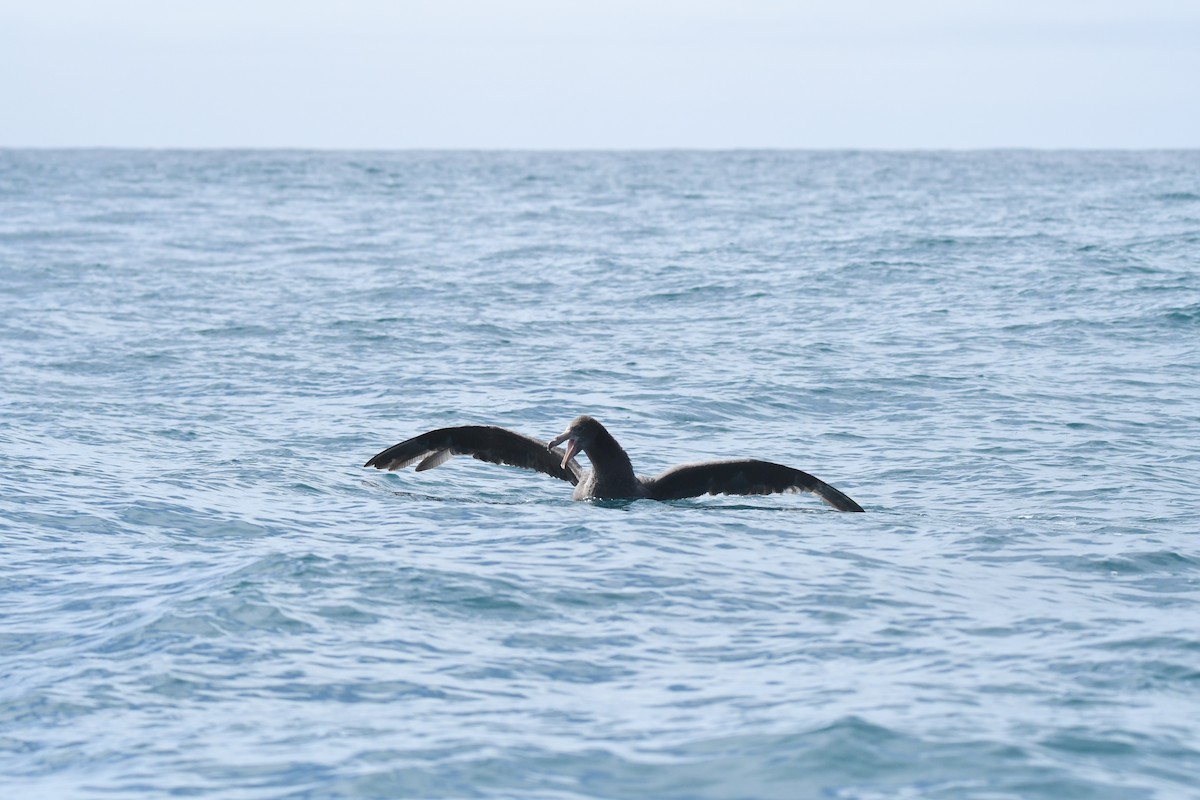 Northern Giant-Petrel - ML645095713
