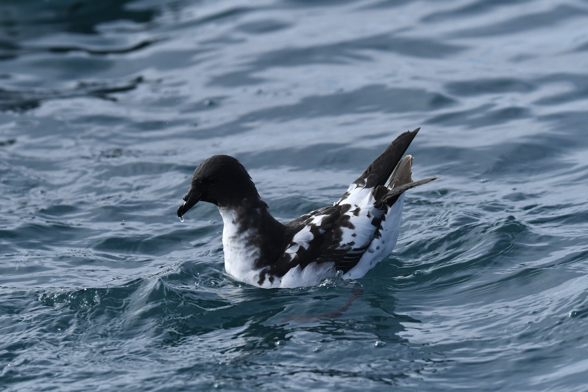 Pintado Petrel - ML645095714