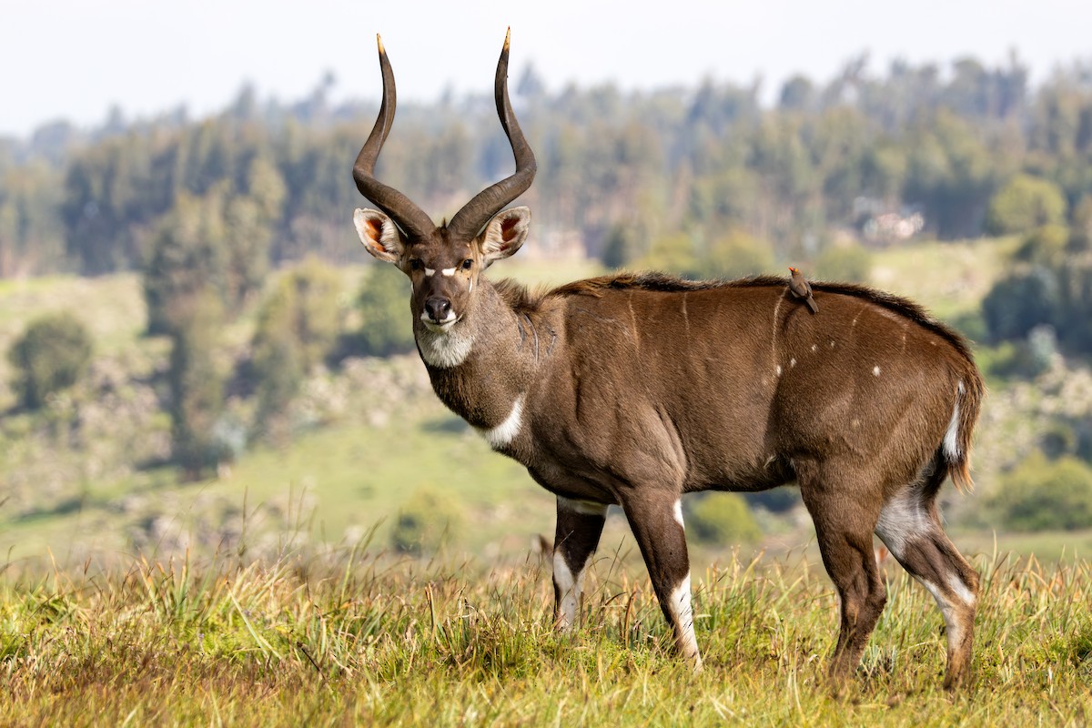 Mountain Nyala - ML645095715