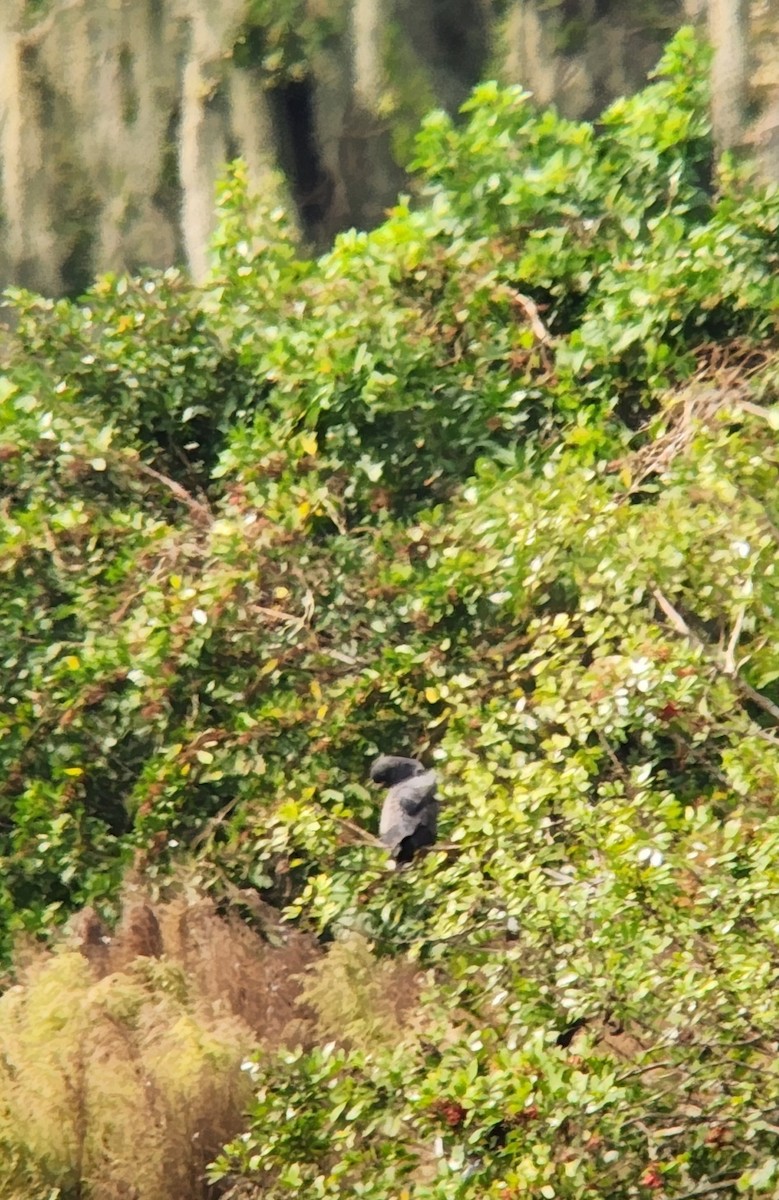 Snail Kite - ML645095717