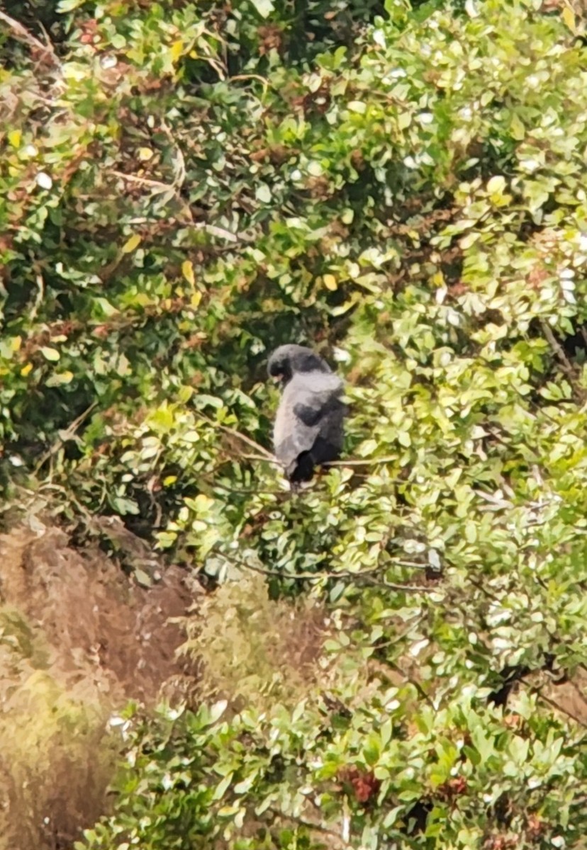 Snail Kite - ML645095718