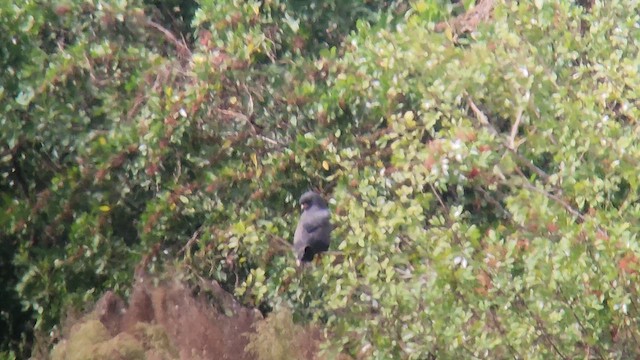 Шуліка-слимакоїд червоноокий - ML645095720