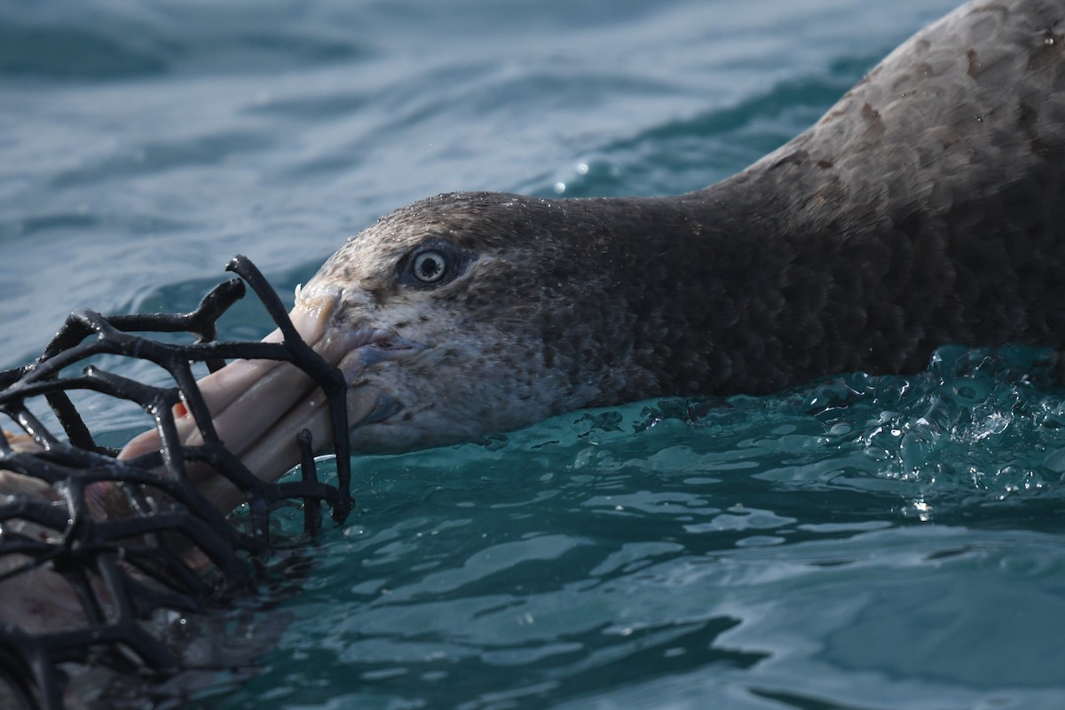 Northern Giant-Petrel - ML645095721
