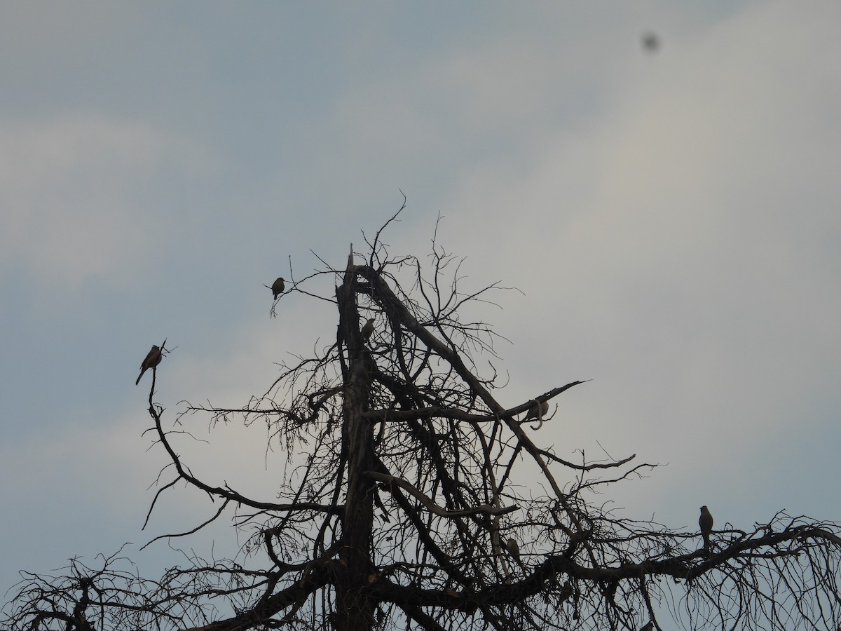Gray Silky-flycatcher - ML645095726