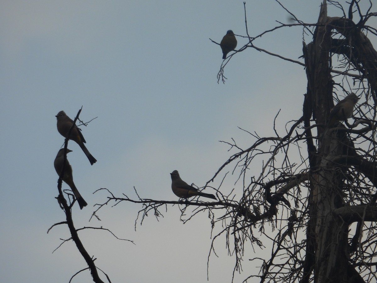 Gray Silky-flycatcher - ML645095728