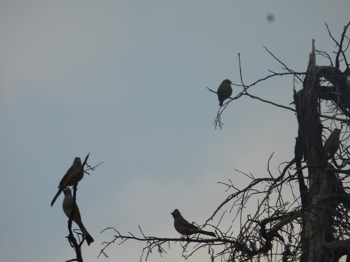 Elegant Euphonia - ML645095729