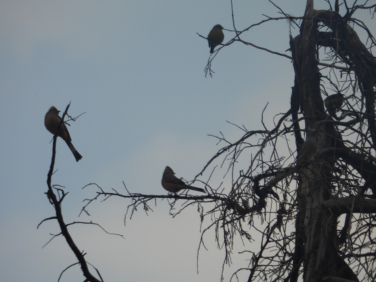 Elegant Euphonia - ML645095730