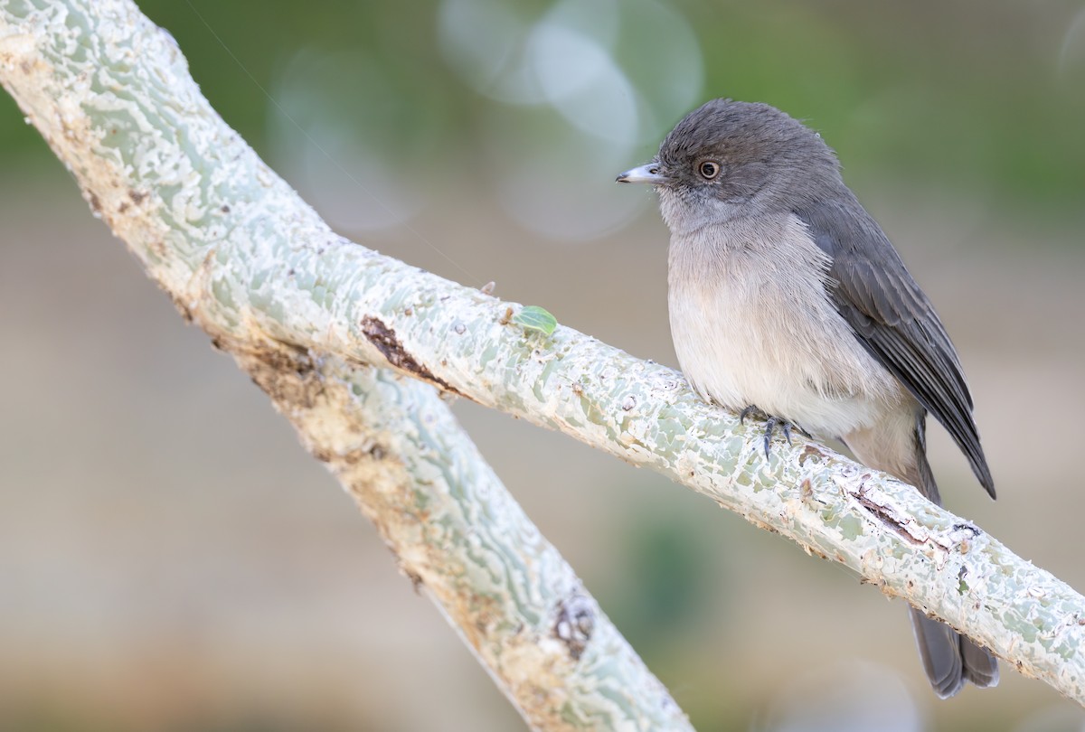 Abyssinian Slaty-Flycatcher - ML645095731