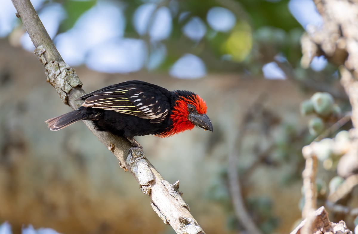 Black-billed Barbet - ML645095732