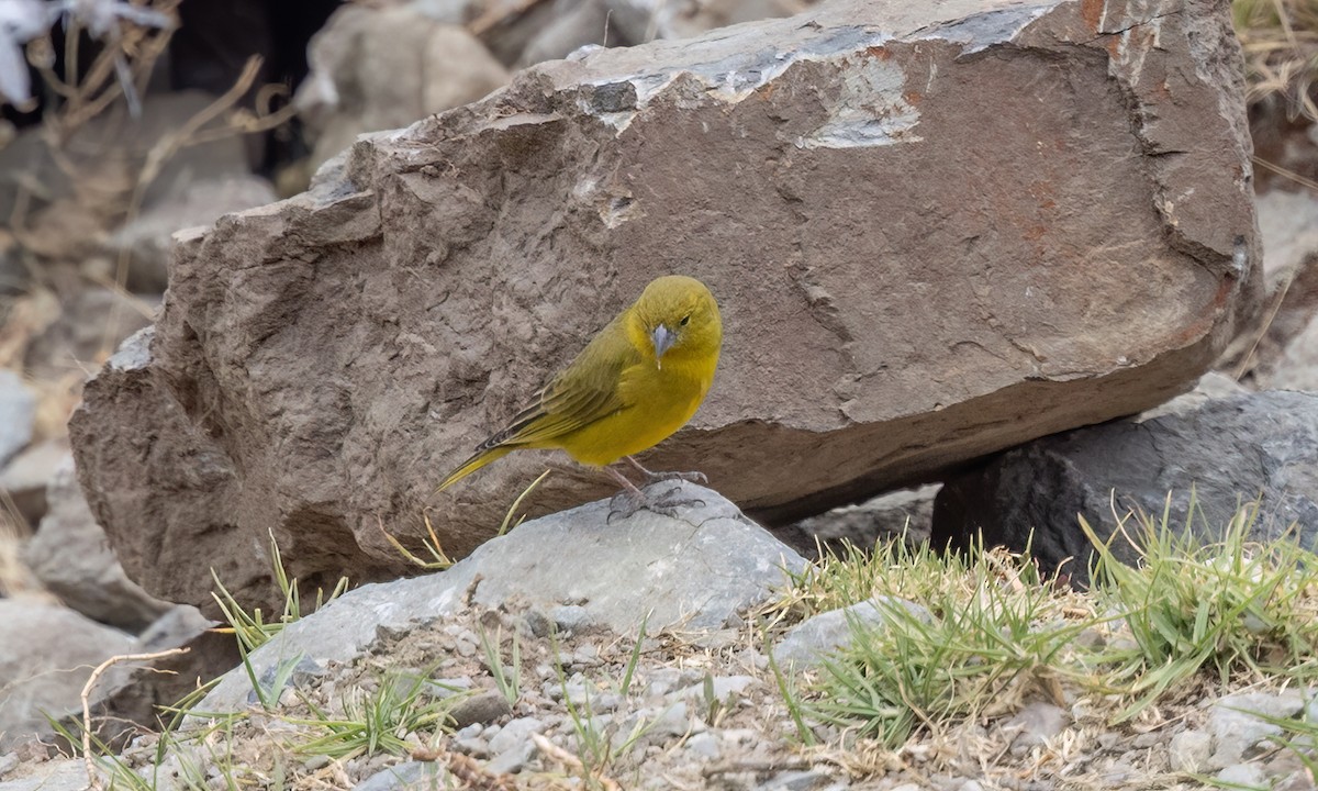 Greenish Yellow-Finch - ML645095733