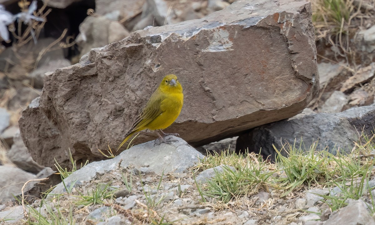 Greenish Yellow-Finch - ML645095734