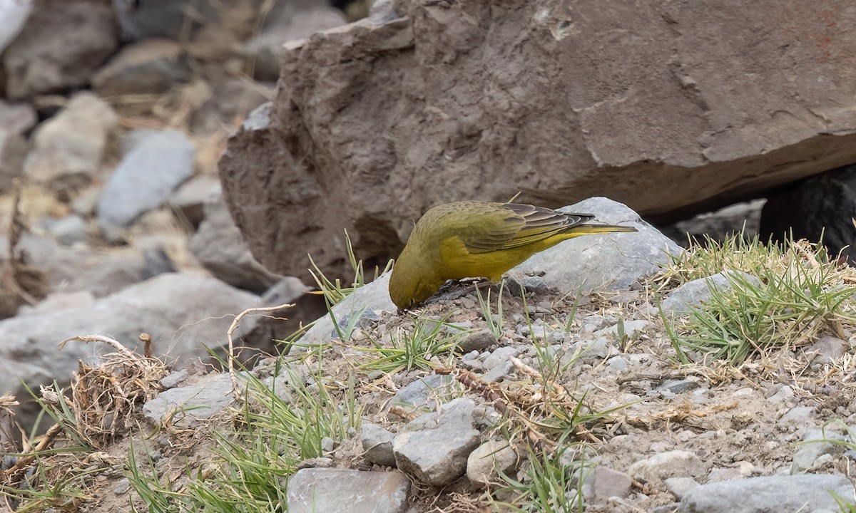 Greenish Yellow-Finch - ML645095735