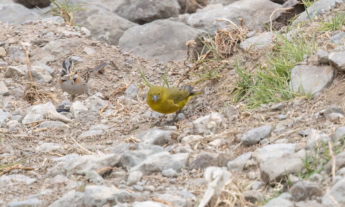 Greenish Yellow-Finch - ML645095736