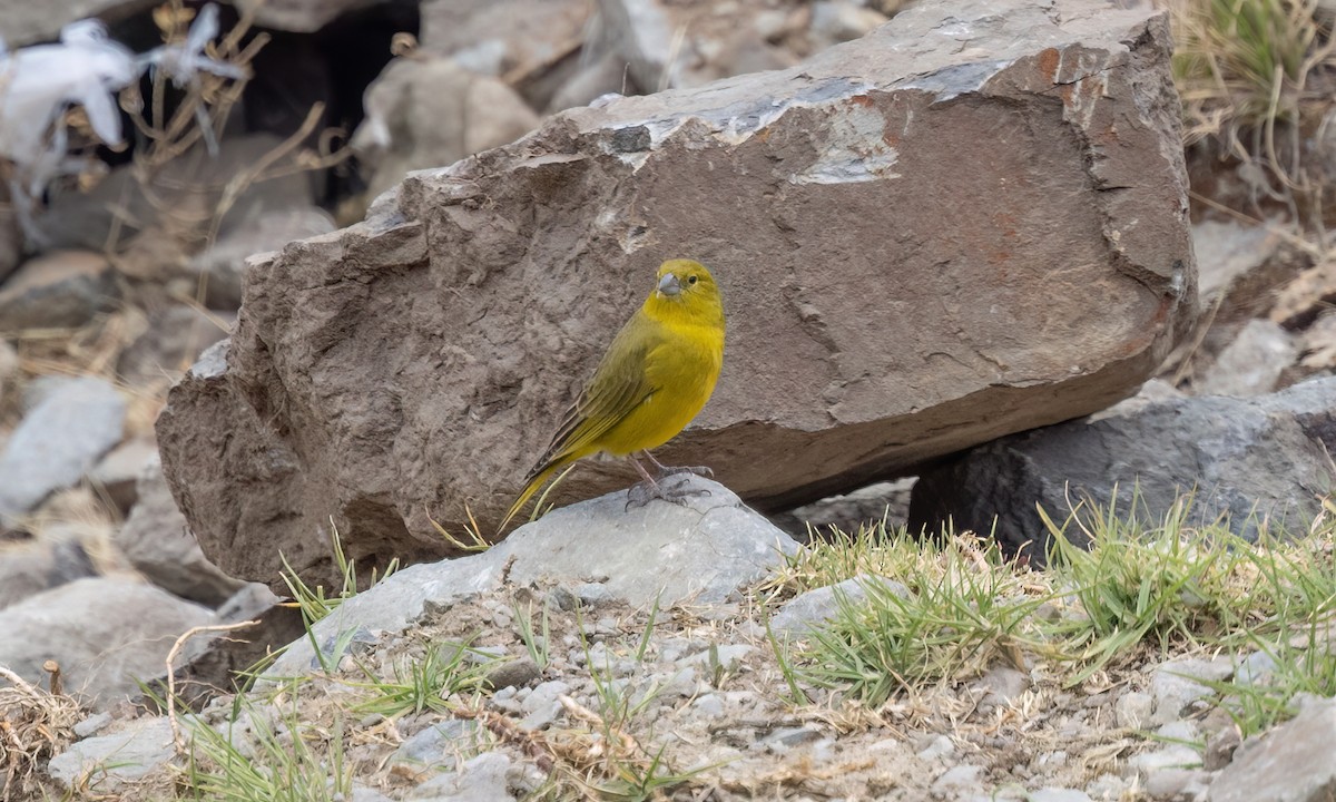 Greenish Yellow-Finch - ML645095737
