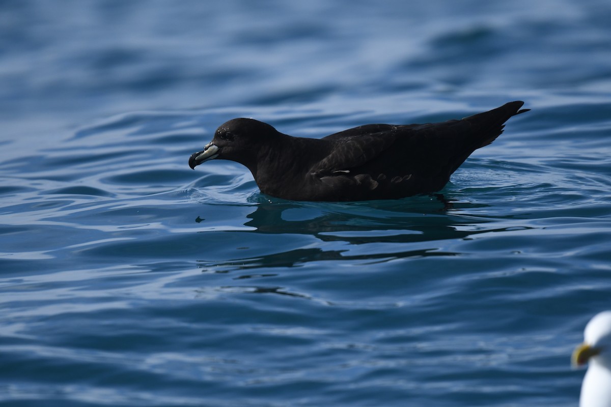 Westland Petrel - ML645095741