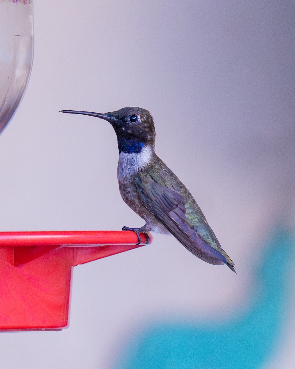 Black-chinned Hummingbird - ML645095745